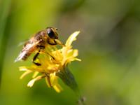 Groene Salland Cheque uitgereikt in Herxen en Broekland